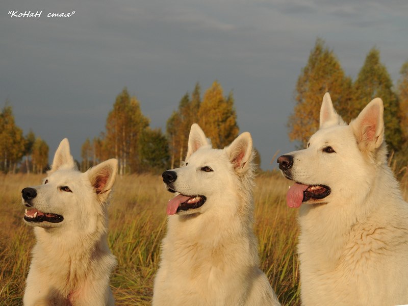 Белые овчарки - красивые собаки