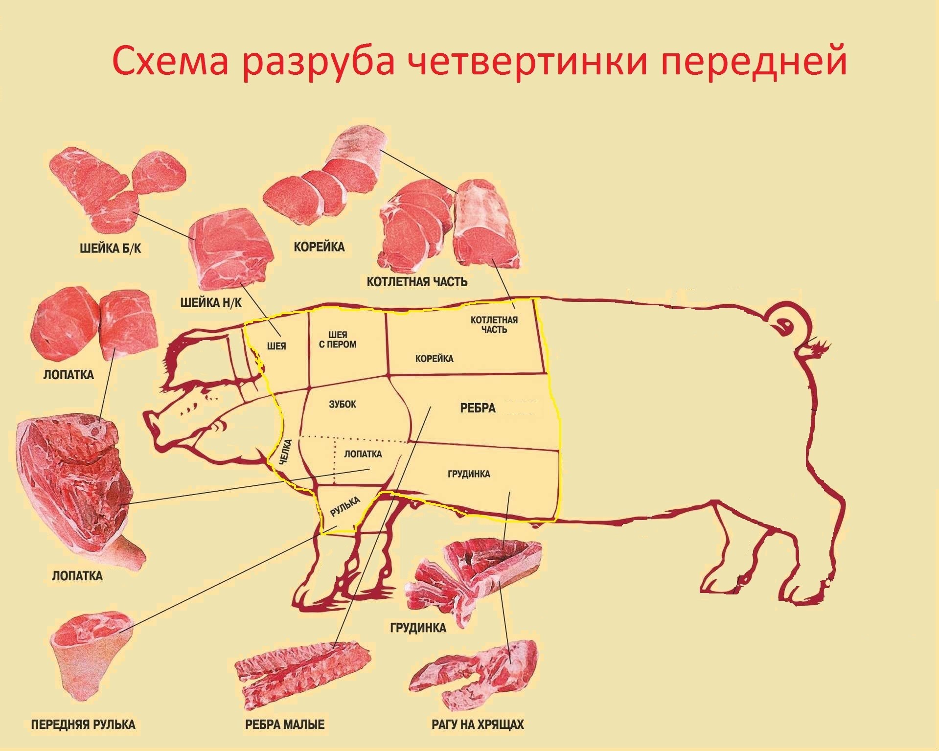 Лучшие части свиньи. Классическая схема разруба свиной туши. Части туши свиньи кострец.